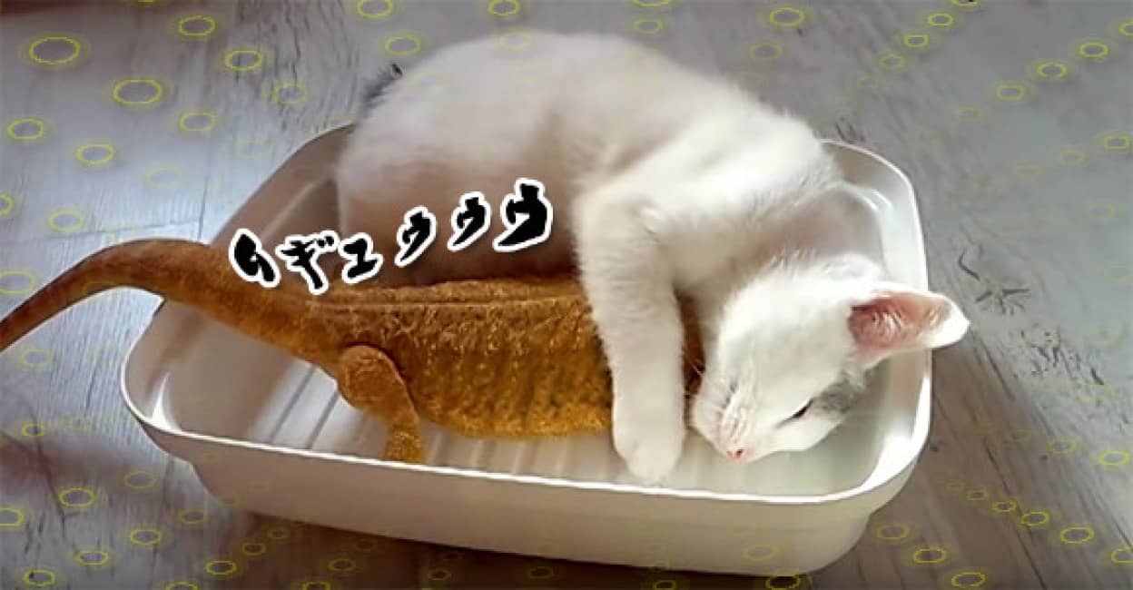 猫 誰よりもトカゲを愛す トカゲ その愛が重すぎて カラパイア 猫 誰よりもトカゲを愛す トカゲ その愛が重すぎて カラパイア