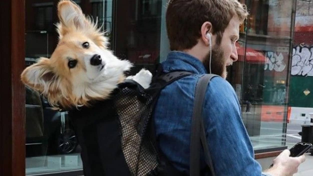 かばんに入らない動物は持ち込み禁止 ではこれでどうだ コーギー犬 すぽっとリュックに入り地下鉄のアイドルに カラパイア かばんに入らない動物は持ち込み禁止 ではこれでどうだ コーギー犬 すぽっとリュックに入り地下鉄のアイドルに カラパイア