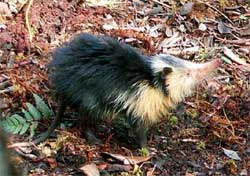 絶滅したと考えられていた唾液に毒を持つ哺乳類「キューバソレノドン」の捕獲に成功（日本人科学者ら）