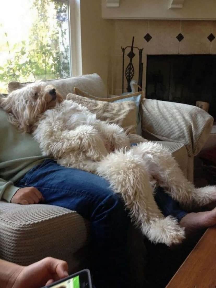 カジュアルに人間じみた犬たちの所業をあらわした画像 カラパイア