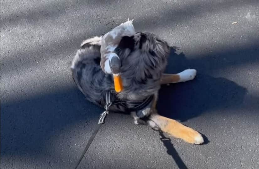 アヒルが仲間になりたそうに犬に近づいてきた と思ったら犬をベッド代わりに使用していた件 カラパイア アヒルが仲間になりたそうに犬に近づいてきた と思ったら犬をベッド代わりに使用していた件 カラパイア