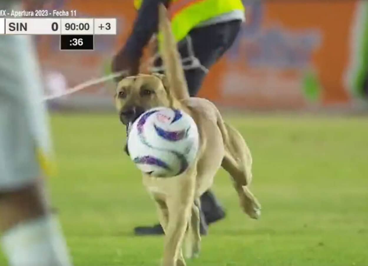 サッカー試合に犬が参戦、見事なボールさばきでチームのマスコット犬に