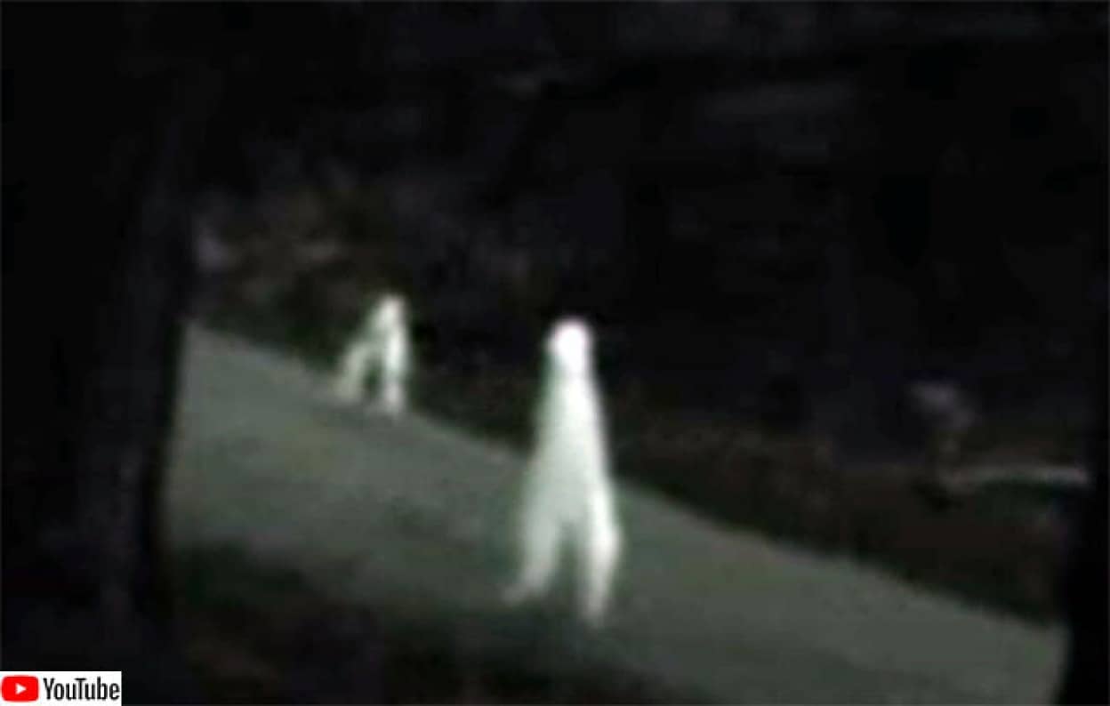 青白い物体が二本足で歩きまわる、アメリカに出没するUMA「ナイトクローラー」に関する都市伝説