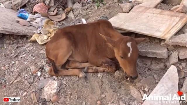 Animal Aid 口をケガした子牛 お母さんの励ましですっかり元気に カラパイア