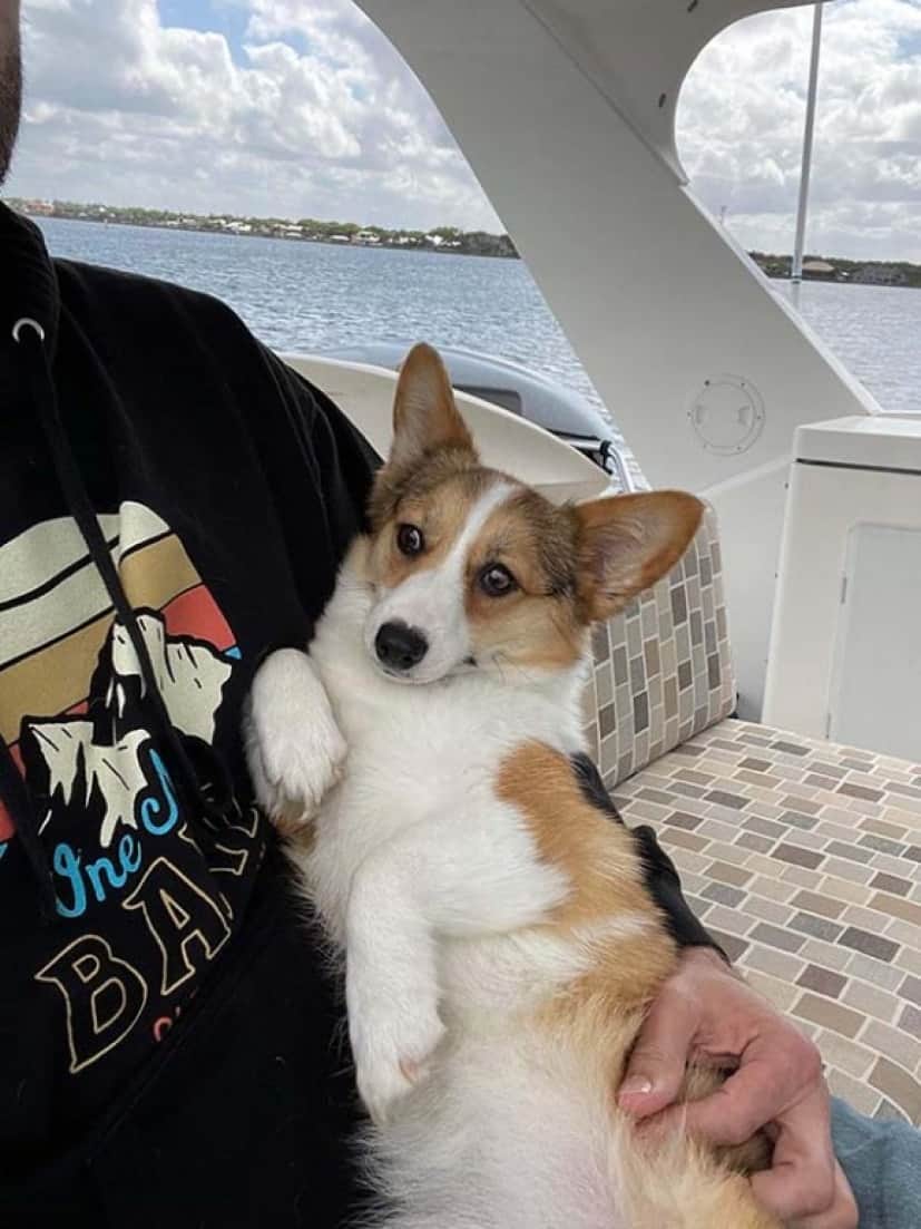 jessica-missing-corgi-600-5_e