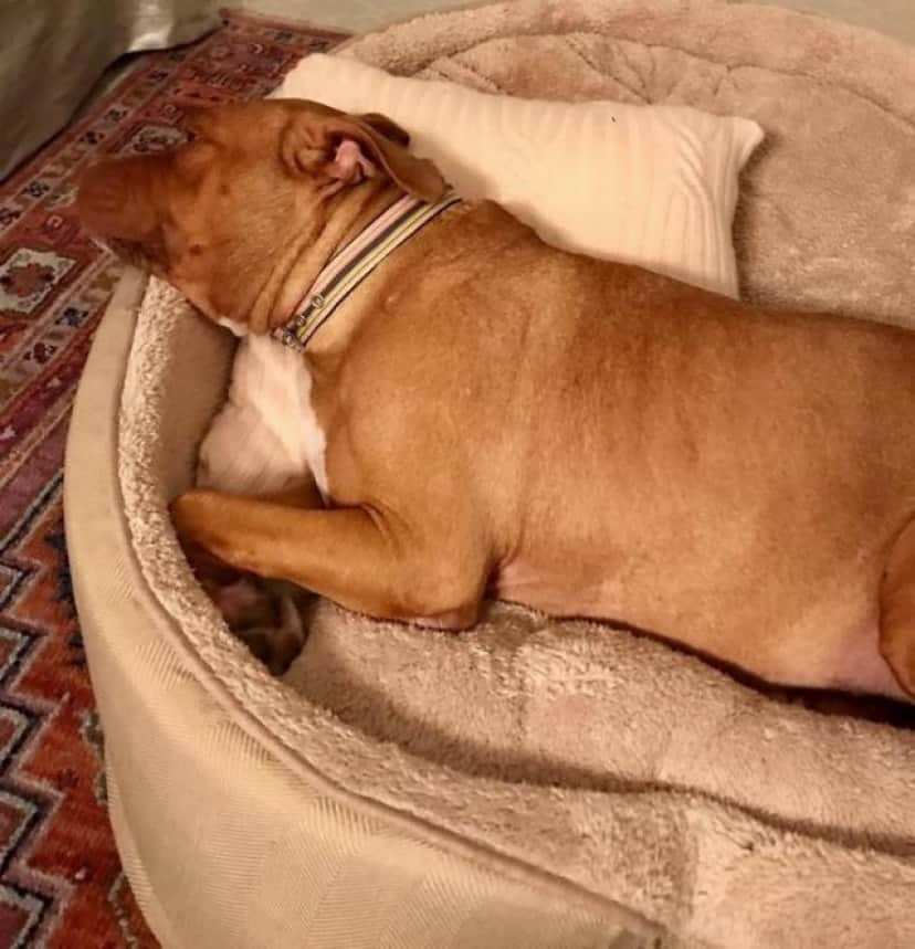 8年間ずっとコンクリートの床の上で暮らしてきた元保護犬のローラさん すっかりふかふかベッド好きに カラパイア 8年間ずっとコンクリートの床の上で暮らしてきた元保護犬のローラさん すっかりふかふかベッド好きに カラパイア