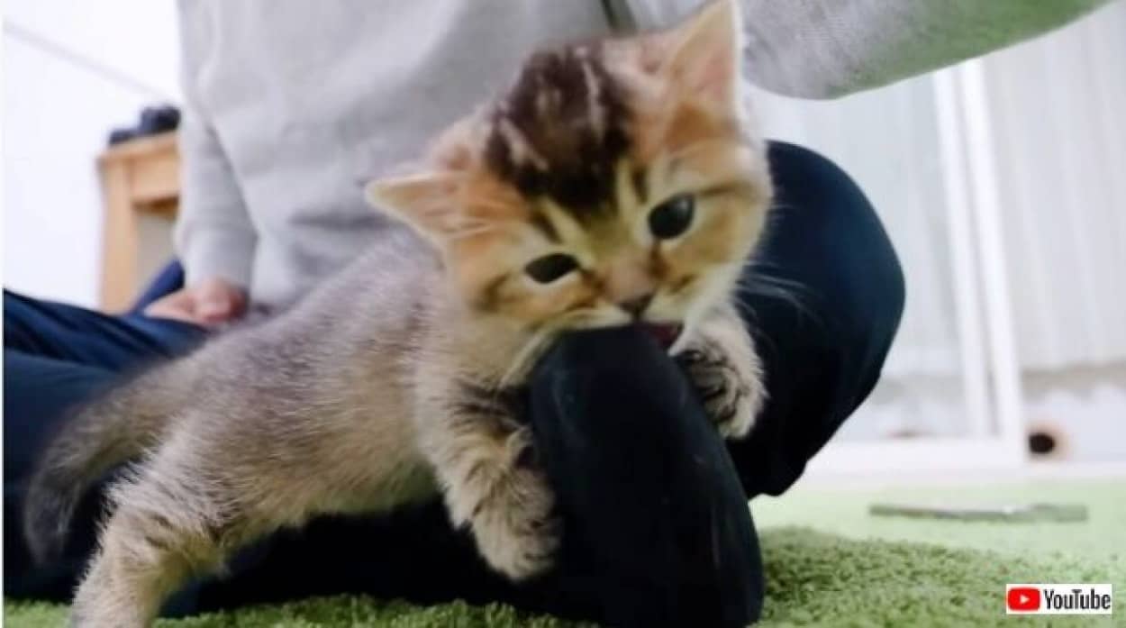 可愛い可愛い子猫ちゃん パパのお膝からこんにちニャ そしてつま先をパクリんちょ カラパイア