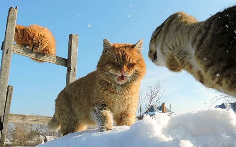 cat11_e