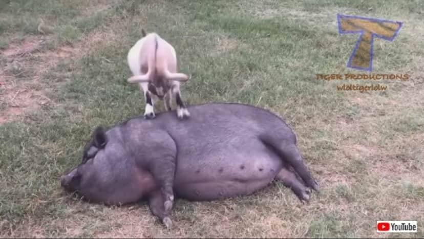 こんな組み合わせもアリ 仲が良いのか気にしてないのか 異種動物たちの触れ合いシーン総集編 爬虫類出演中 カラパイア