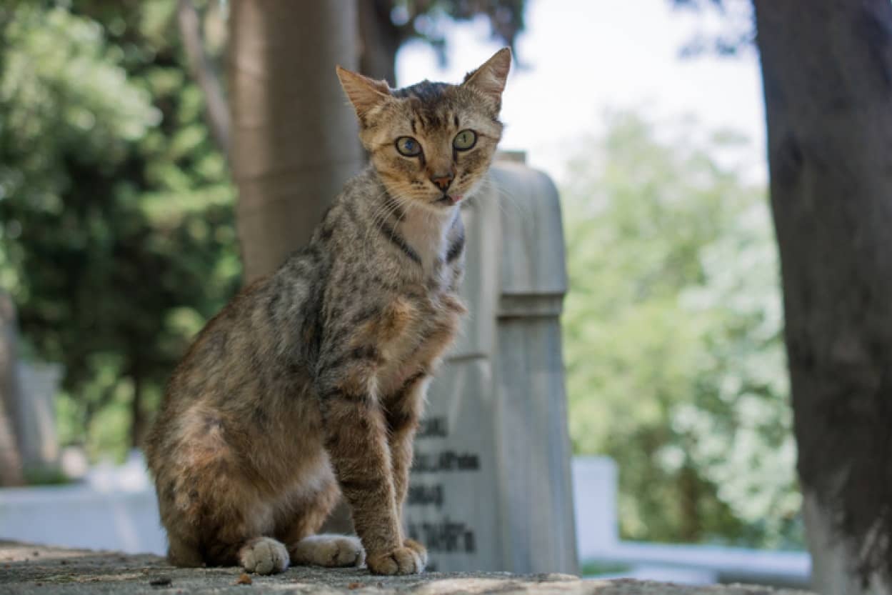 猫が墓地にいる理由