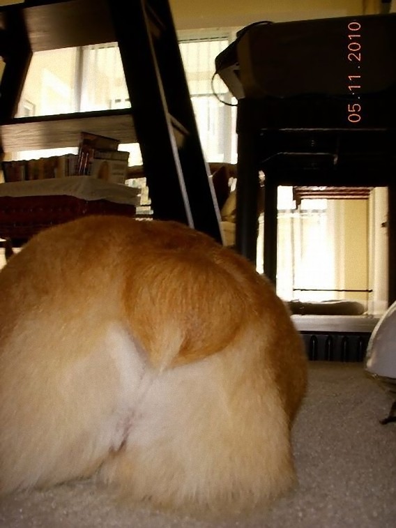 photos_of_corgi_butts_23_e