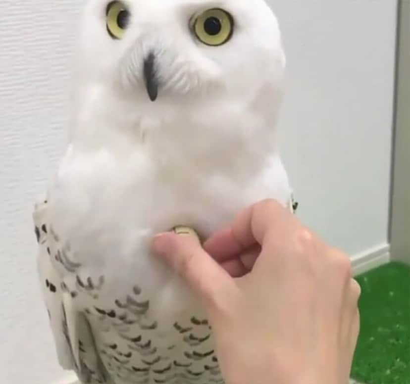 極上の羽毛やん シロフクロウのふわふわ度をコルク栓で測定 カラパイア