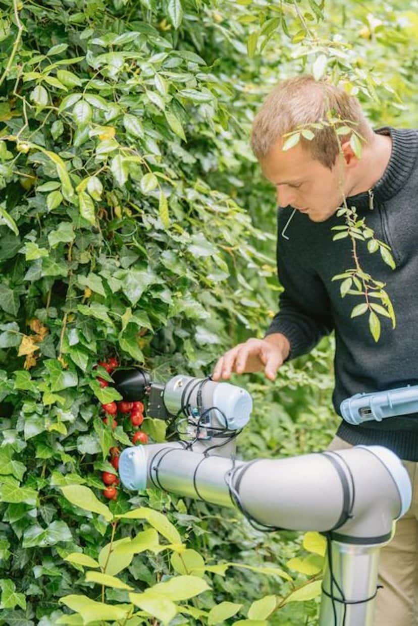 Tomato-Robot-2-1686541153