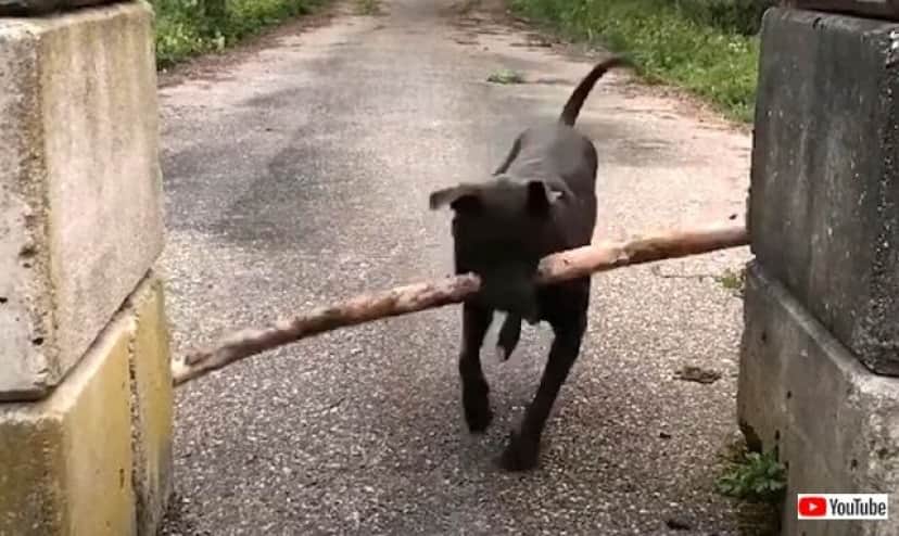 dogvssticks1_640