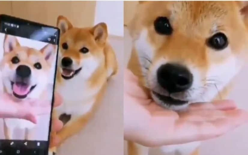 これはかわいい スマホに撮った自分のポーズと同じポーズをする犬 カラパイア これはかわいい スマホに撮った自分のポーズと同じポーズをする犬 カラパイア