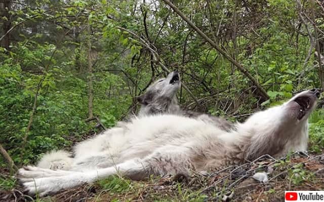 どんなに眠くても仲間の遠吠えにはきちんとこたえる狼たち カラパイア
