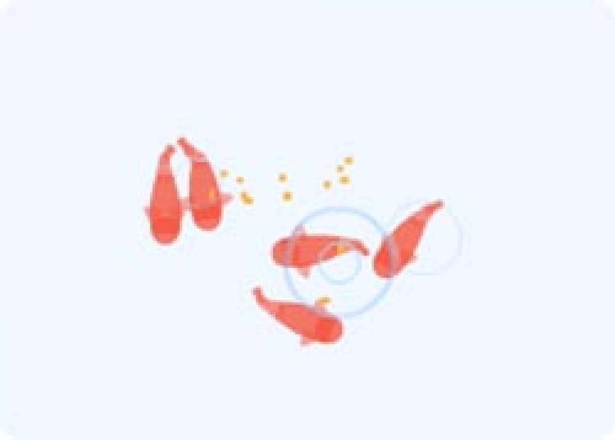 心に安らぎを与えてくれるインタラクティブフラッシュ 鯉のエサやり カラパイア