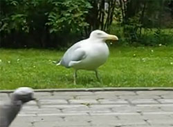 donyoku
