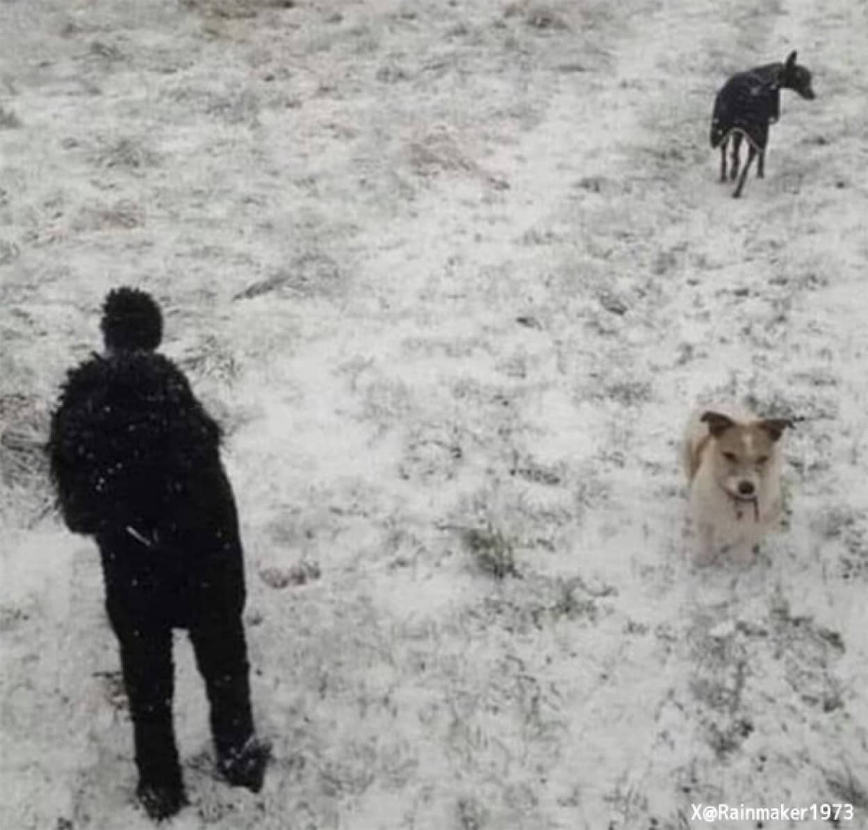 目の錯覚って怖い。2匹の犬と1人の男性のように見えるが実際はそうじゃなかった。