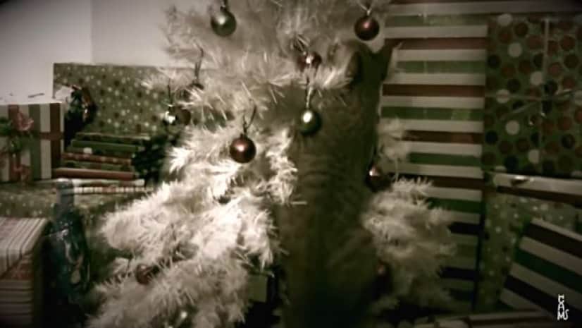 ふっ ニンゲンめ なかなかやるにゃ 猫にクリスマスツリーを破壊されないための10のアイデア カラパイア