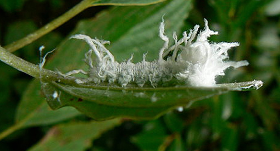 標高２００ｍの里山で出会った 毛虫の様で毛虫で無い様な奇怪な白い生物 カラパイア