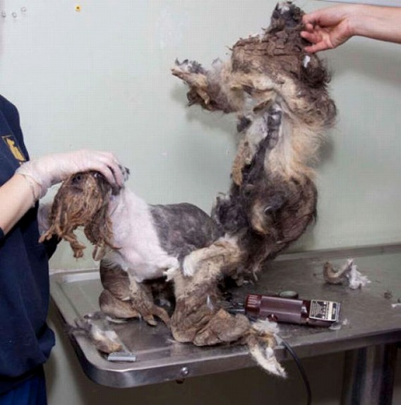 stray_dog_filth_08
