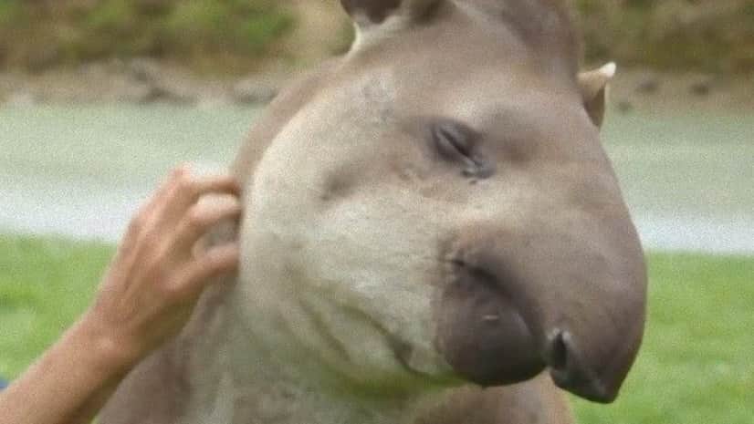 バク お前もか 甘えん坊のバクはモフが大好きだった カラパイア バク お前もか 甘えん坊のバクはモフが大好きだった カラパイア