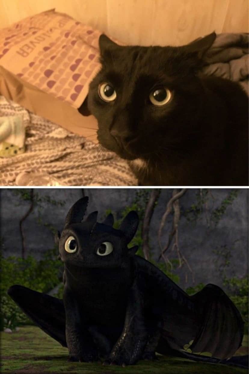 黒猫とナイト フューリーを比べてみた ドラゴンになりたかったかもしれない猫たち総集編 カラパイア