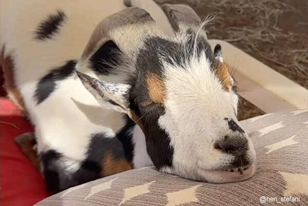 犬かと思ったらヤギだった！クッションに頭を乗せてお昼寝するヤギの幸せそうな顔！