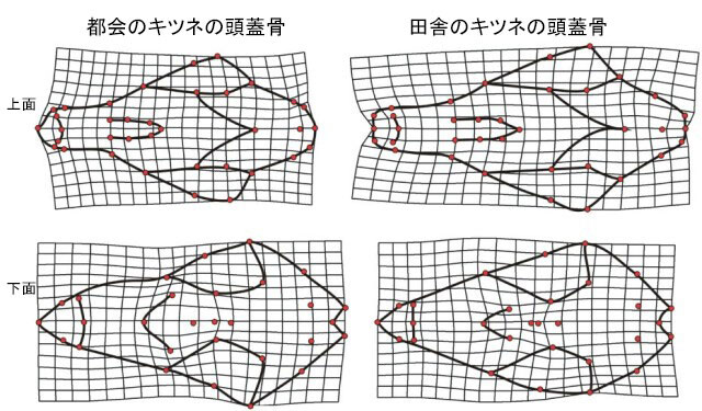 都市と田舎のキツネの頭蓋骨の比較