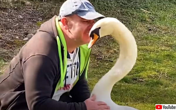 嵐で巣から落ちた白鳥の卵を孵化させ、尊い絆を結んだ男性の物語