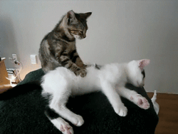 Youtubeで人気の動物動画の名シーンをgif画像でエンドレス カラパイア