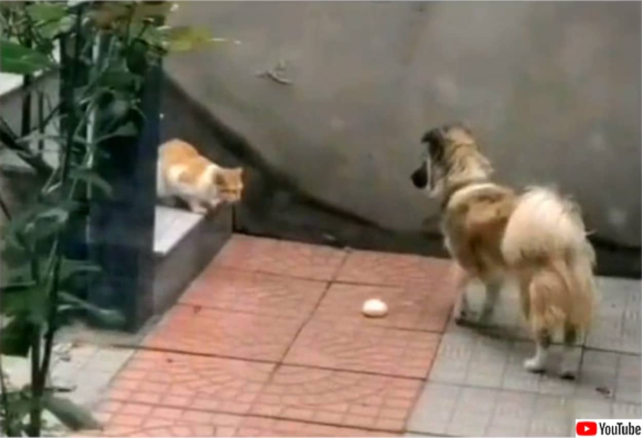 野良猫に自らの餌を分け与える犬