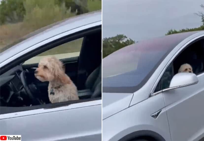 犬が1匹でドライブだと 犬だけが乗ったテスラの自動運転車が目撃される カラパイア 犬が1匹でドライブだと 犬だけが乗ったテスラの自動運転車が目撃される カラパイア