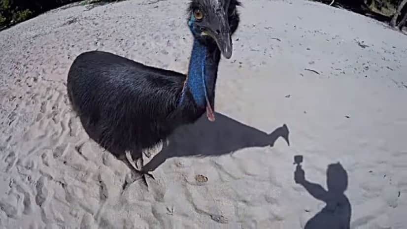 ヒクイドリが追いかけてくるよう 世界一危険な鳥 にビーチで遭遇してしまった場合 カラパイア