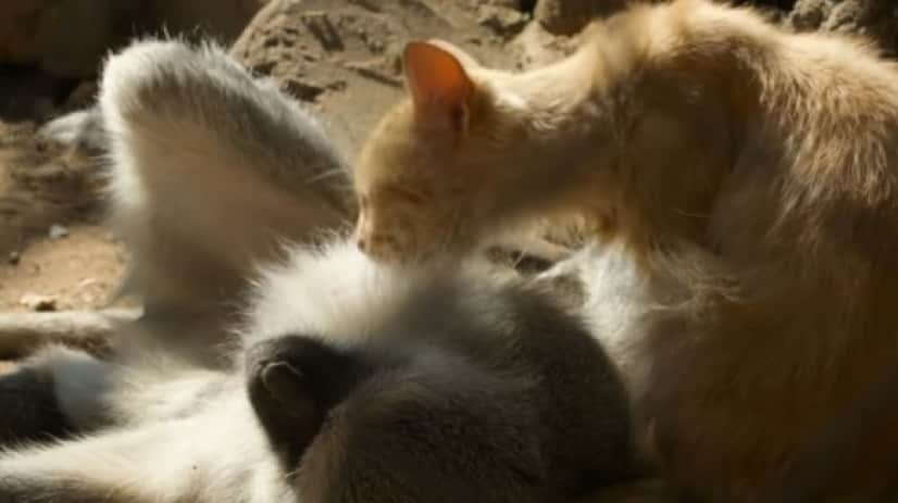 monkey and cat6_e