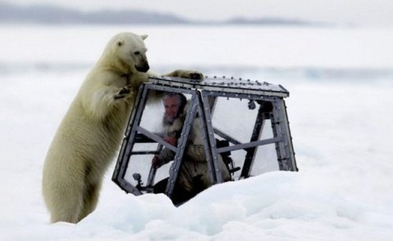 polar_bears_01_e