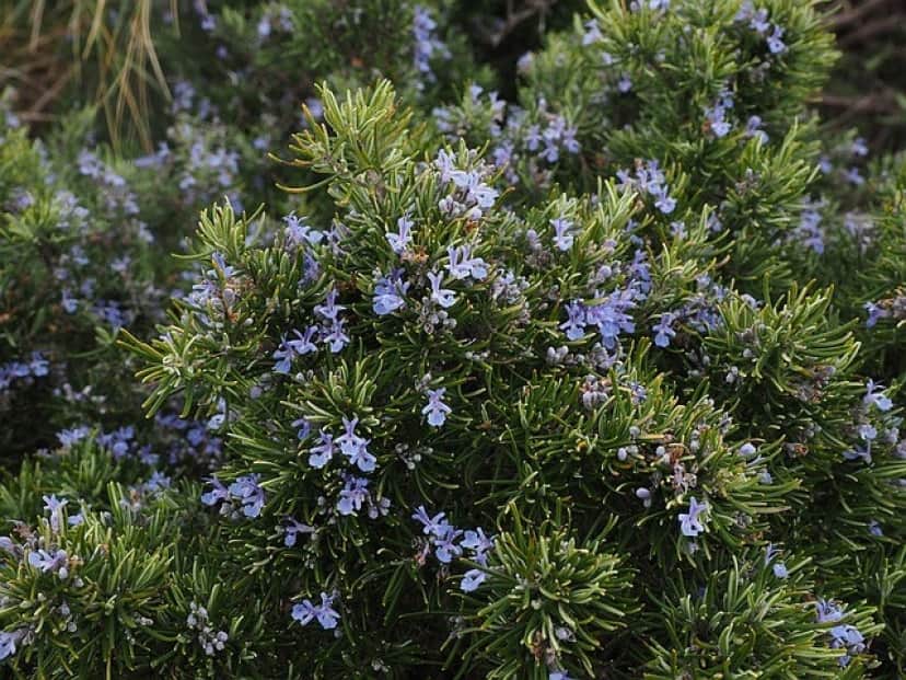 虫刺されの季節がやってきた 虫除け効果のある15の植物 で自然に追い払おう ライフハック カラパイア