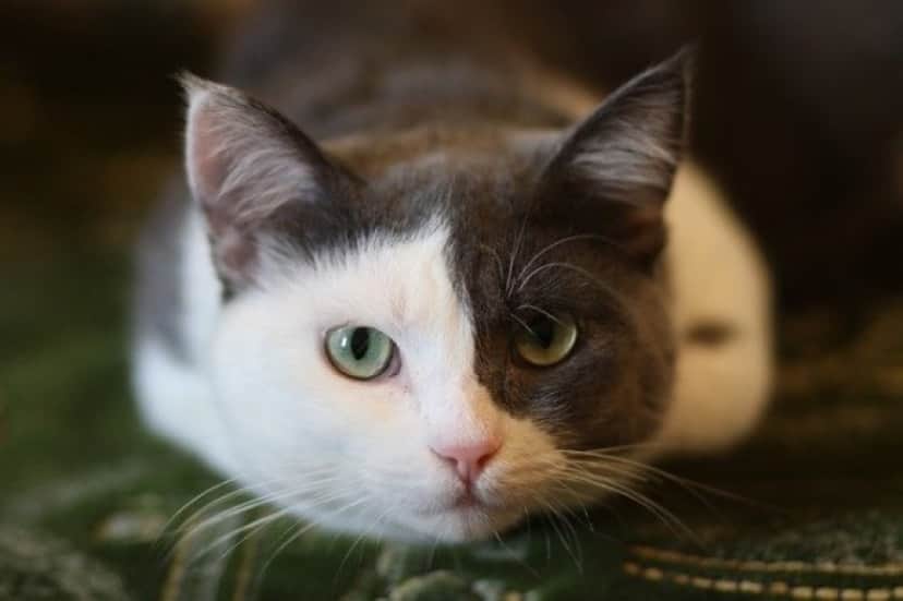 cat-gce0733a2b_640_e