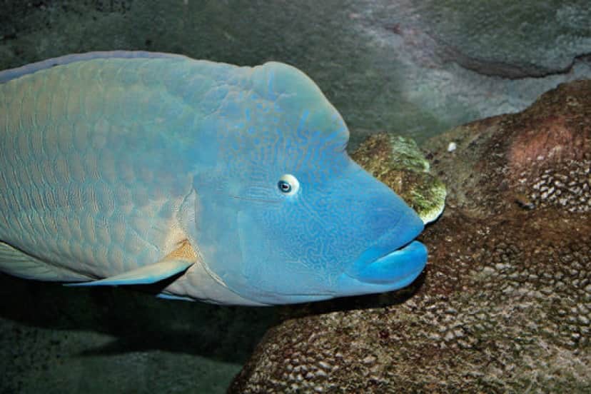 Humphead_wrasse_melb_aquarium