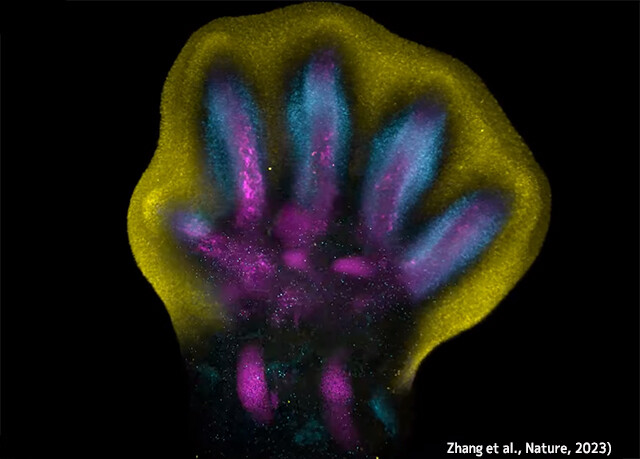 人間の手足の指がどのように成長するのかを観測することに成功
