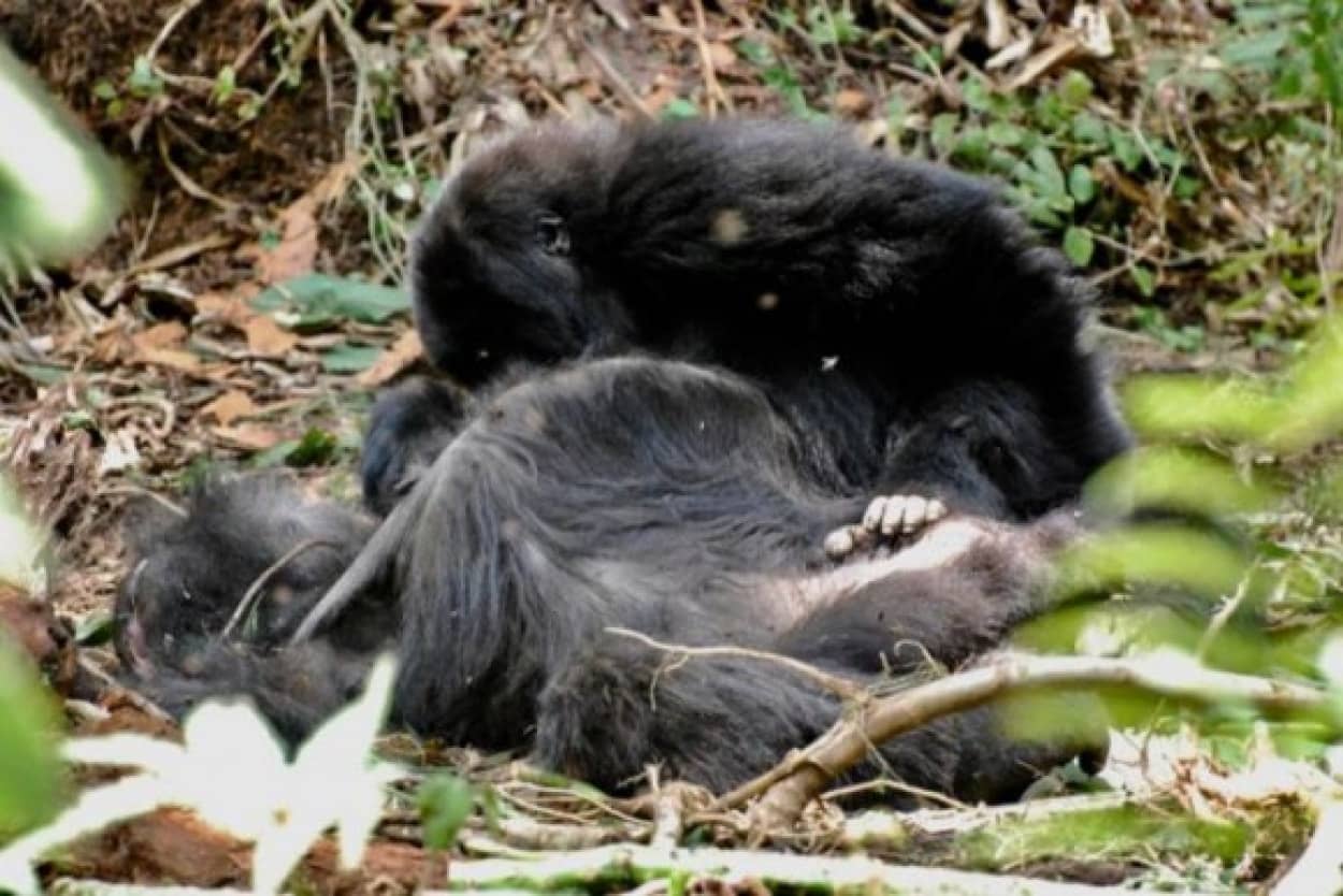 ゴリラは仲間の死を悲しみ哀悼の意を捧げる 別種のゴリラの死に対しても強い関心を示す 東アフリカ カラパイア