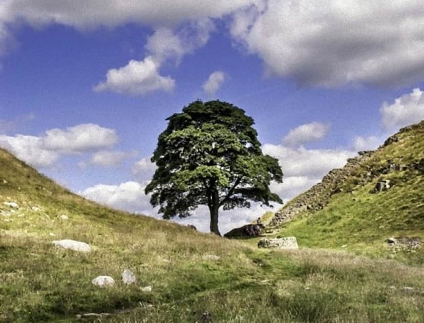 sycamore-gap-1508174_640_e