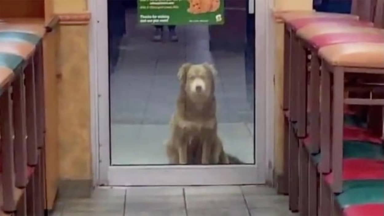 サブウェイに通う犬