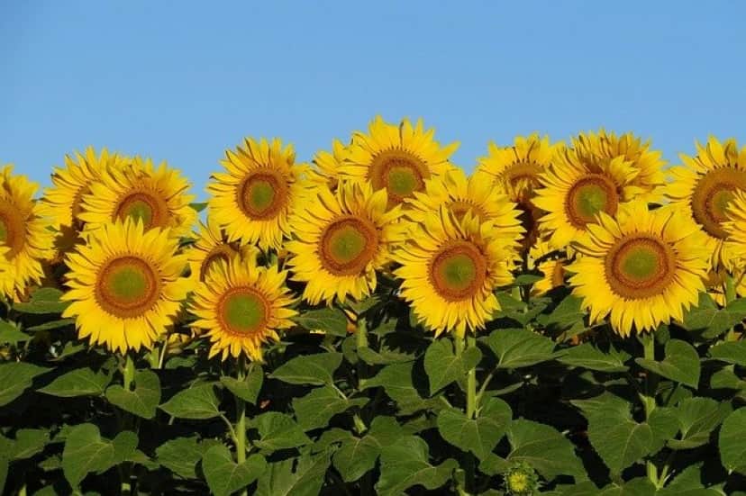sunflowers-3512654_640