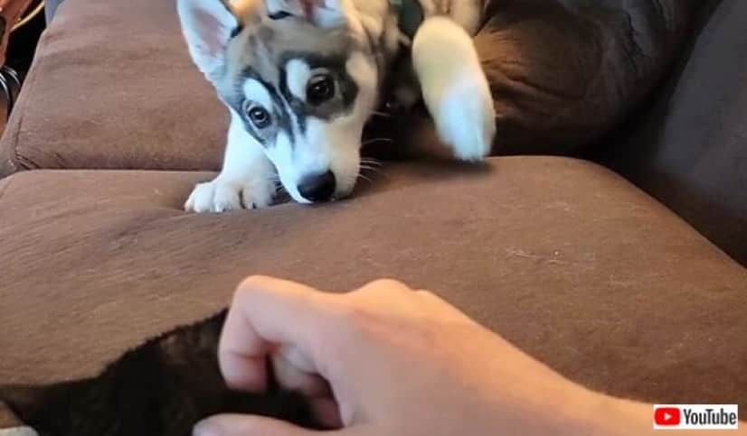 ハスキーの子犬 次はボクだよ ボクを撫でて と ご主人にもフラれている猫にヤキモチを焼く カラパイア
