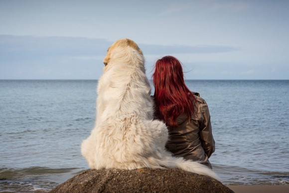 dog-5621146_640_e