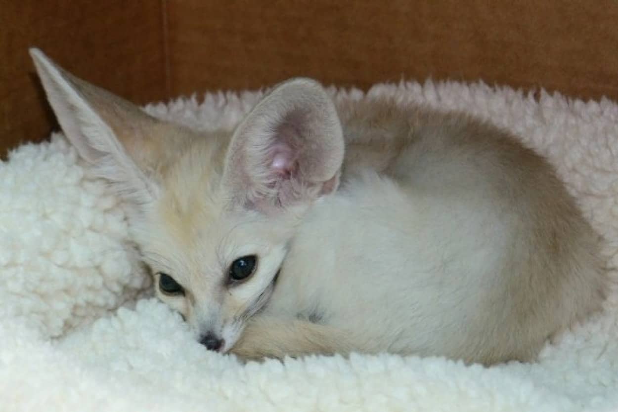 小さい体に大きな耳 穴掘りが大好きなフェネックの赤ちゃんが生まれたよ カラパイア 小さい体に大きな耳 穴掘りが大好きなフェネックの赤ちゃんが生まれたよ カラパイア