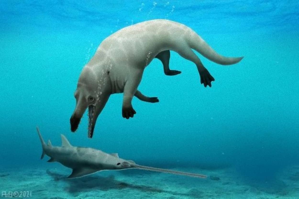 4本足のクジラの化石をエジプトで発見