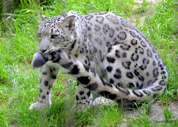 尻尾はごちそう 尻尾をくわえるユキヒョウたち カラパイア